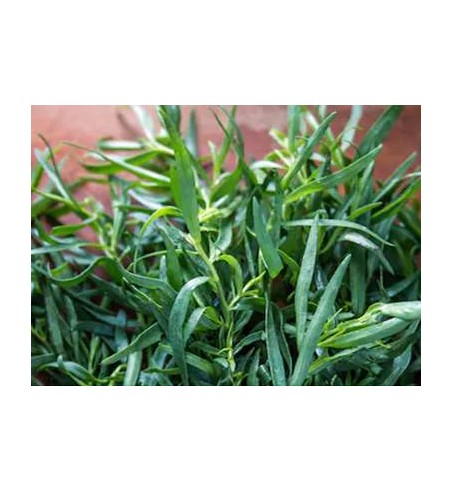 Estragon (Artemisia dracunculu)
