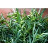 Estragon (Artemisia dracunculu)