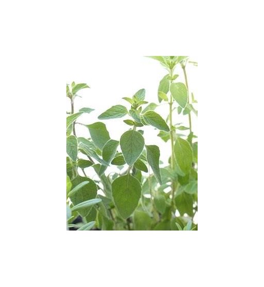 Oregano gerebelt  (Origanum vulgare)