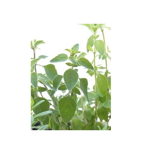 Oregano gerebelt  (Origanum vulgare)