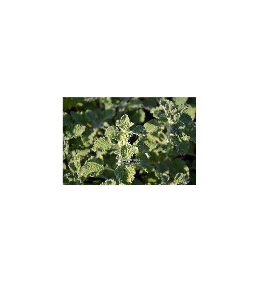 Andorn (Marrubrium vulgare)