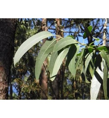 Eukalyptusblätter (Folia...