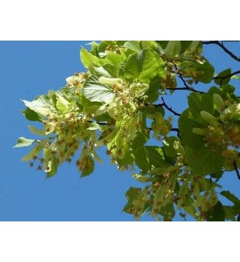 Lindenblüten (Tilia tomentosa)