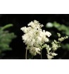 Mädesüßblüten (Spiraeae ulmaria flos)