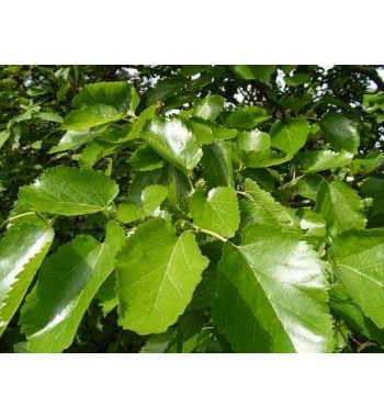 Maulbeerbaumblätter (Folia Morus nigra)