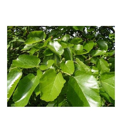 Maulbeerbaumblätter (Folia Morus nigra)