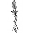 Meerrettichwurzel (Radix Armoraciae)