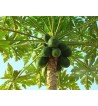 Papayablätter (Folia Carica papaya)