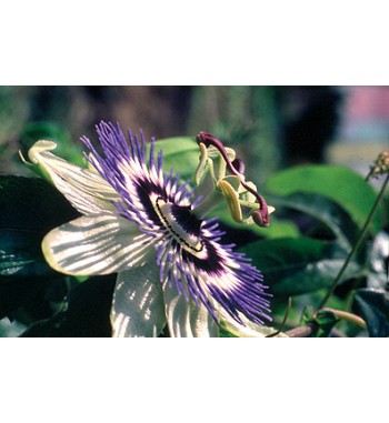 Passionsblumenkraut (Herba Passiflorae)