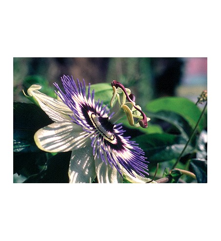 Passionsblumenkraut (Herba Passiflorae)