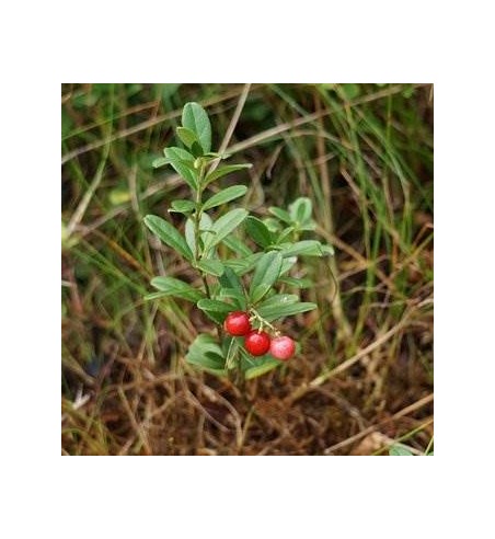 Preiselbeerblätter (Vitis idaeae folium)
