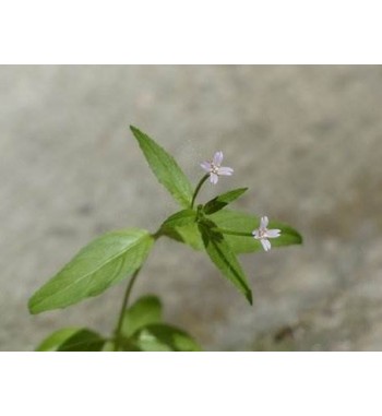 Weidenröschen, kleinblütiges (Epilobium parviflorum)