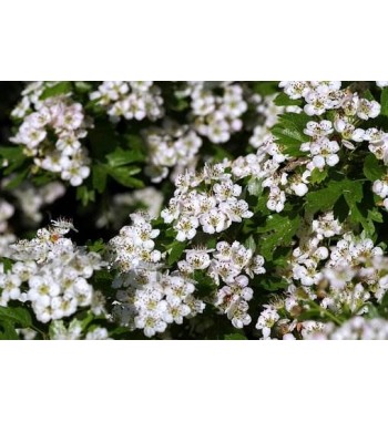 Weißdornblüten (Flores Crataegi)