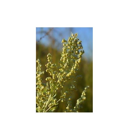 Wermutkraut (Herba Absinthii)