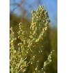 Wermutkraut (Herba Absinthii)