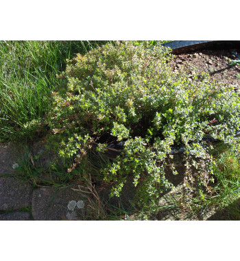 Thymian gerebelt (Thymus vulgaris)