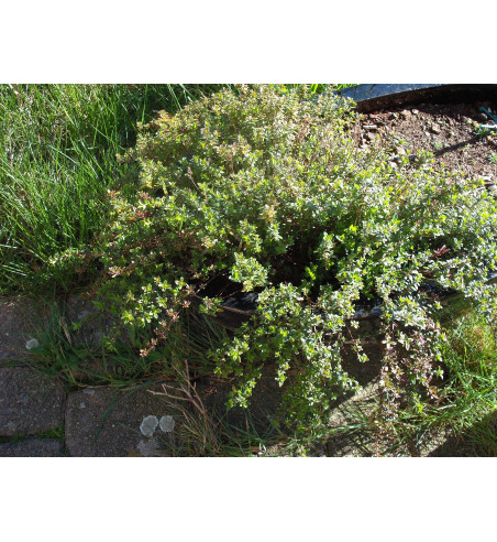 Thymian gerebelt (Thymus vulgaris)