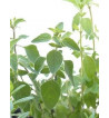 Oregano gemahlen  (Origanum vulgare)